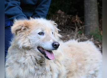 Dominico - Die Stimme des Windes