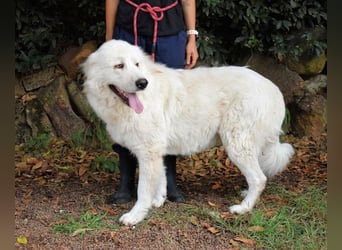 Ottis - Wow! Einfach nur wow! Ottis - Wow! Einfach nur wow!