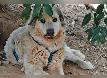 Zorro sucht sein Glück!