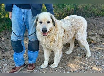 Zorro sucht sein Glück!