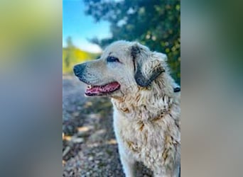 Zorro sucht sein Glück!