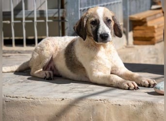 Bora - eine kleine Knutschkugel Bora - eine kleine Knutschkugel