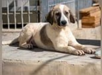 Bora - eine kleine Knutschkugel