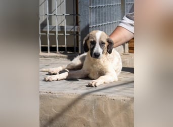 Bora - eine kleine Knutschkugel Bora - eine kleine Knutschkugel