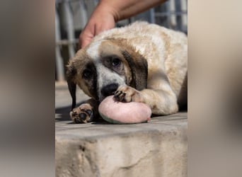 Bora - eine kleine Knutschkugel Bora - eine kleine Knutschkugel
