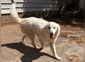 Romina - unser Sonnenschein sucht ein Zuhause