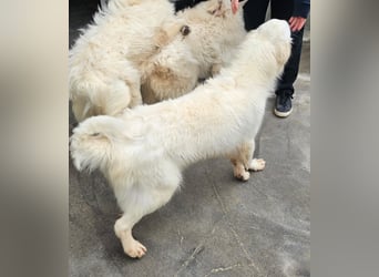 Romina - unser Sonnenschein sucht ein Zuhause