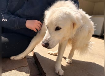 Romina - unser Sonnenschein sucht ein Zuhause