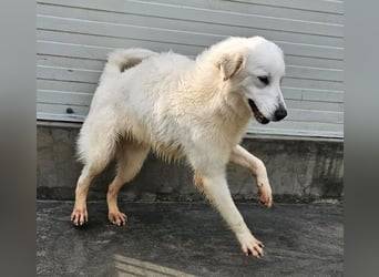 Romina - unser Sonnenschein sucht ein Zuhause