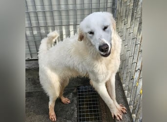 Romina - unser Sonnenschein sucht ein Zuhause