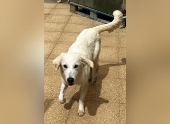 Romina - unser Sonnenschein sucht ein Zuhause