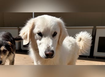 Romina - unser Sonnenschein sucht ein Zuhause