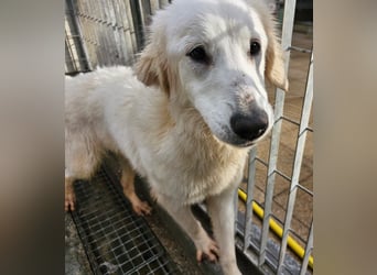 Romina - unser Sonnenschein sucht ein Zuhause