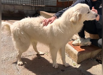 Romina - unser Sonnenschein sucht ein Zuhause