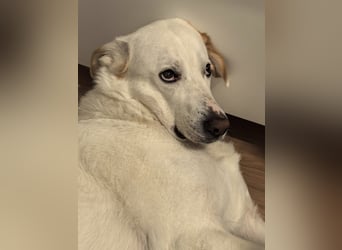 Tobi sucht dringend ein neues Zuhause