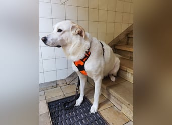 Tobi sucht dringend ein neues Zuhause