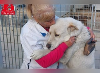 Cucciolo- auch das schaffen wir!