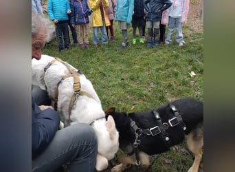 Cucciolo- auch das schaffen wir!