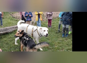 Cucciolo- auch das schaffen wir!