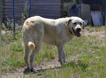 Camilla - die Große Sensible