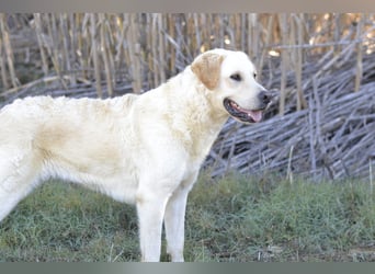 Camilla - die Große Sensible