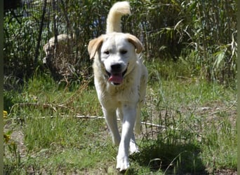 Cavour – Imposant, verschmust und aktiv