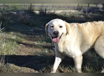 Camilla - die Große Sensible