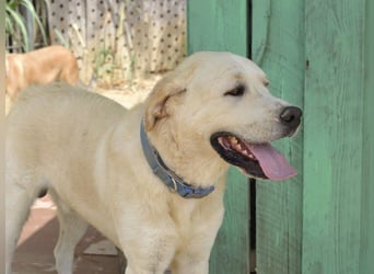 Cavour – Imposant, verschmust und aktiv