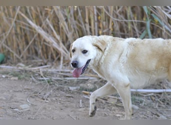 Camilla - die Große Sensible