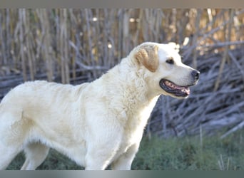 Camilla - die Große Sensible