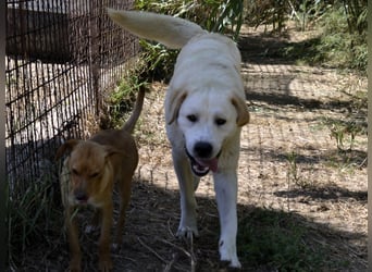 Camilla - die Große Sensible