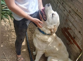 Cavour – Imposant, verschmust und aktiv