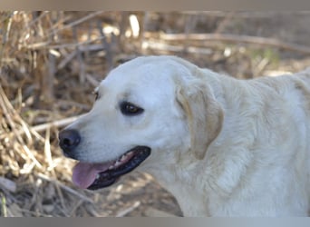 Camilla - die Große Sensible