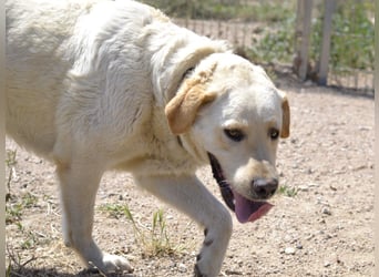 Camilla - die Große Sensible