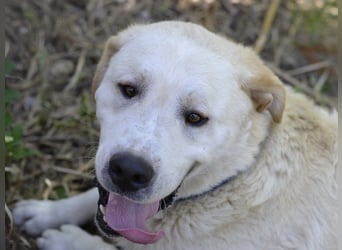 Cavour – Imposant, verschmust und aktiv