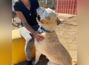 Cavour – Imposant, verschmust und aktiv