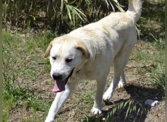 Cavour – Imposant, verschmust und aktiv