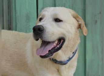 Cavour – Imposant, verschmust und aktiv