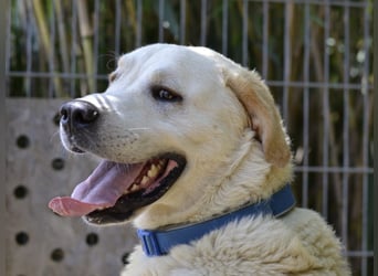 Cavour – Imposant, verschmust und aktiv