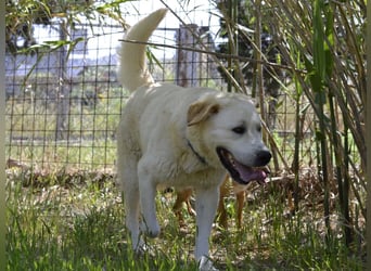 Cavour – Imposant, verschmust und aktiv