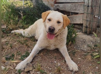 Camilla - die Große Sensible