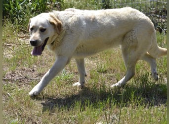 Camilla - die Große Sensible