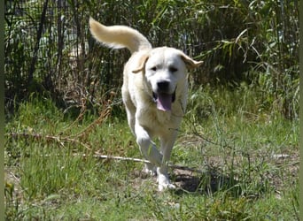 Cavour – Imposant, verschmust und aktiv