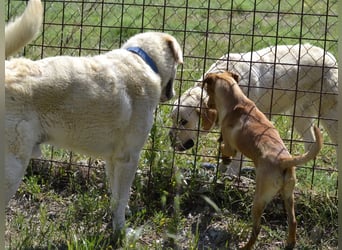 Cavour – Imposant, verschmust und aktiv