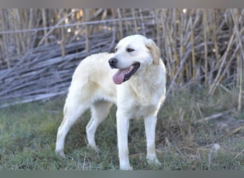 Camilla - die Große Sensible