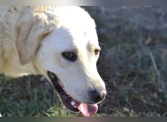 Camilla - die Große Sensible