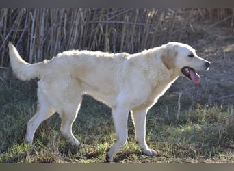 Camilla - die Große Sensible