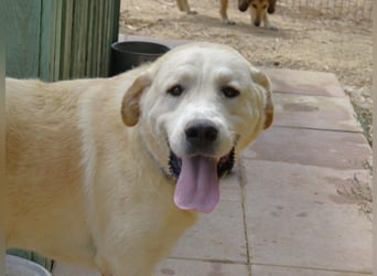 Camilla - die Große Sensible