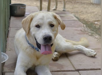 Cavour – Imposant, verschmust und aktiv