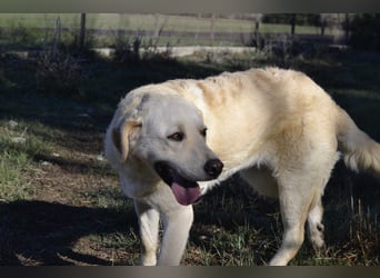 Camilla - die Große Sensible